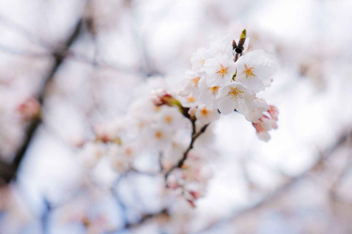 加賀海岸シーサイドトレイルは毎年桜の季節に開催される